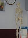skeleton.jpg